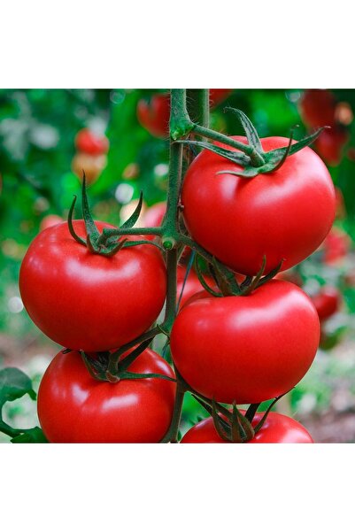 Genel Markalar Hibrit Sırık F1 Işık Domates Tohumu 10 Adet