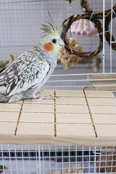 Alyones Natural Wooden Bird Cage Stand - Perching Platform and Toy Accessories