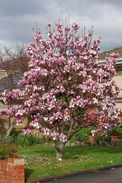 Tohumcumm 5 Adet Tohum Nadir Manolya Ağacı Tohumu Bitki Manolya Ağaç Tohumu H...