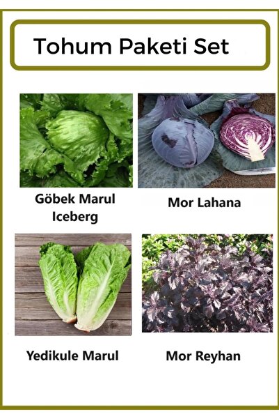 Ziraat Evim Yerli Göbek Marul(ICEBERG)- Mor Lahana- Yedikule Marul- Mor Reyhan Tohumu 500 Adet