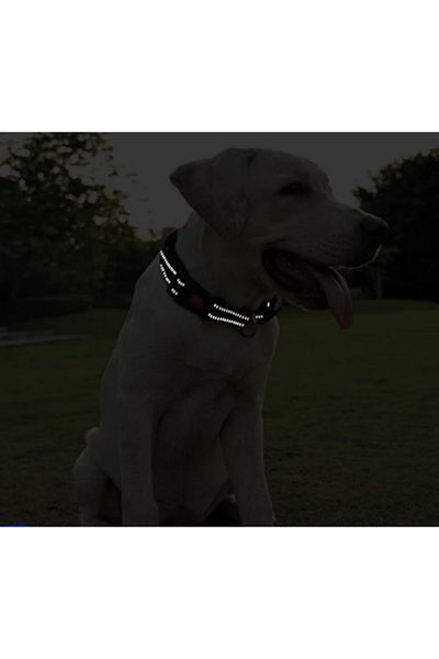 RAIKOU طوق كلب أساسي قابل للتعديل