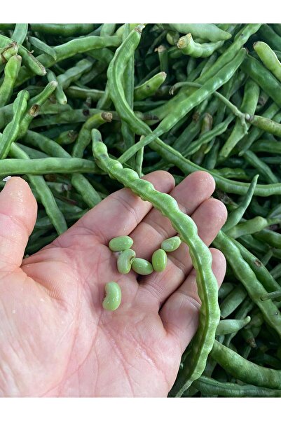 Ziraat Evim Yerli Oturak Anadolu Börülcesi 50 Adet