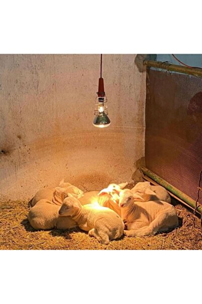 SAMARA 250 Watt Şeffaf Cam Infrared Isıtıcı Ampul Lamba 1 Adet Porselen Duy H...