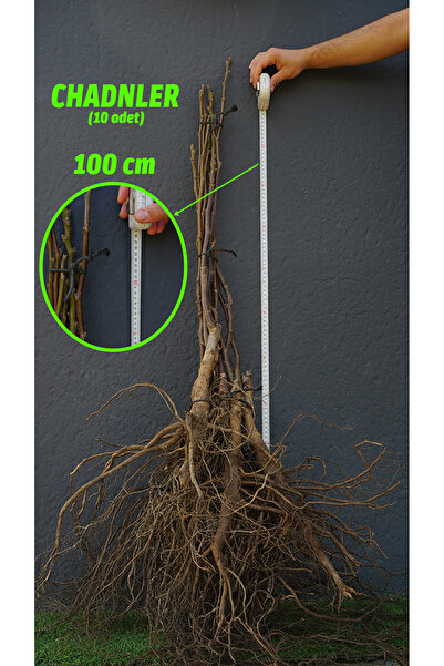 Arel Tarım Açık Köklü Chandler Ceviz Fidanı 10'lu (50-100 CM)