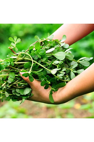 Ziraat Evim Yerli Semiz Otu Tohumu 3000 Adet