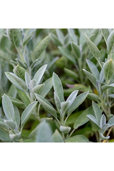 AAC TARIM Doğal Şifali Adaçayı Fidanı