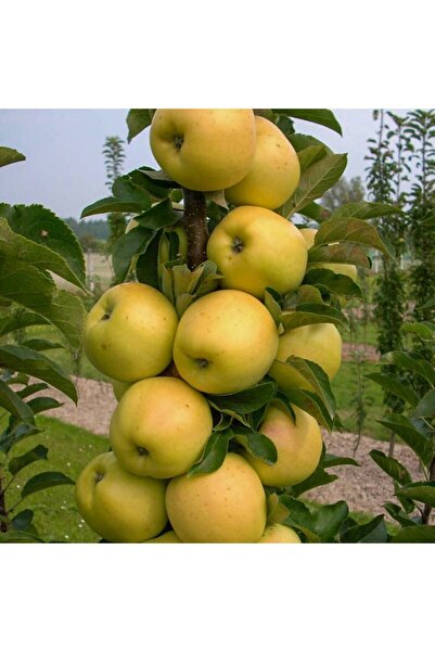 Floramut Tüplü Lezzeti Çok Güzel Golden Elma Fidanı