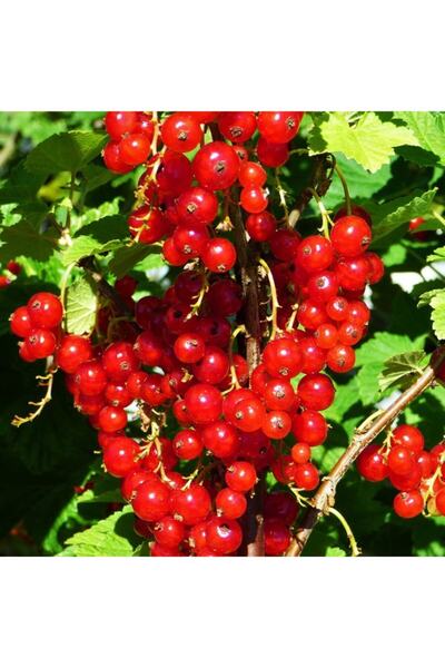 Floramut Tüplü Pasta Süsü Için Red Lake Frenk Üzümü Fidanı