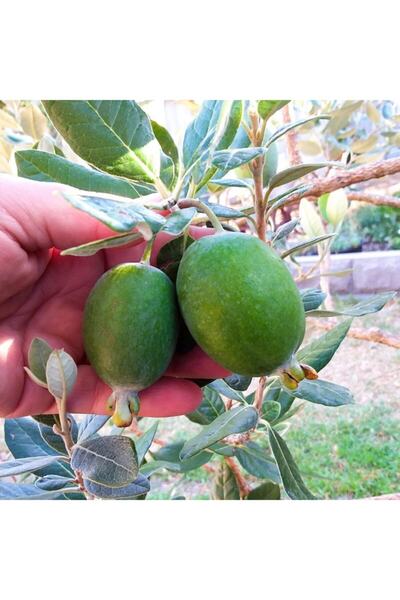 Floramut Tüplü Meyve Verme Yaşında Feijoa Kaymak Meyvesi Fidanı