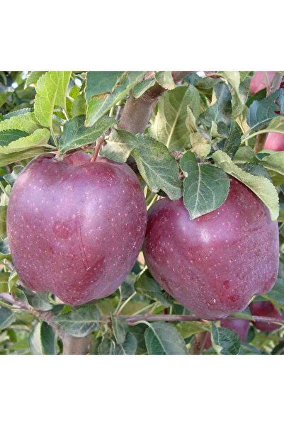 Floramut Tüplü Yüksek Verimli Scarlet Super Elma Fidanı