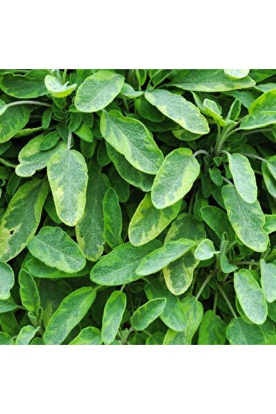 Floramut Salvia Officinalis Goldblatt Altın Adaçayı Fidesi-2 Adet