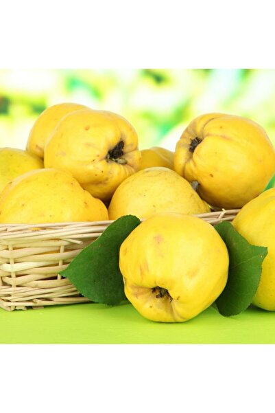 Floramut Tüplü Kokulu Ekmek Ayva Fidanı