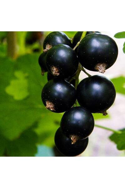 Floramut Tüplü Black Rosenthals Frenk Üzümü Fidanı