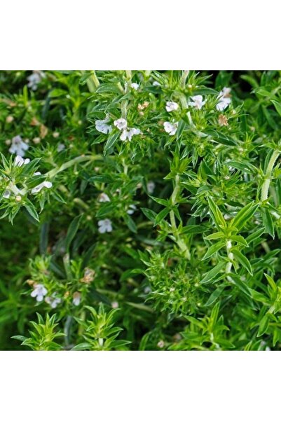 Floramut Dolgun Yapıda Zahter Kekiği Fidesi-3 Adet
