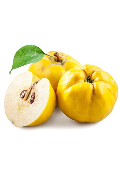 Floramut Tüplü Sulu Eşme Ayva Fidanı