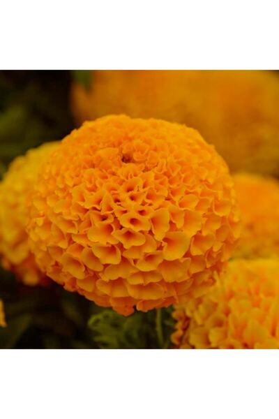 Floramut Büyük Çiçekli Turuncu Top Kadife Çiçeği Tohumu-50 Tohum