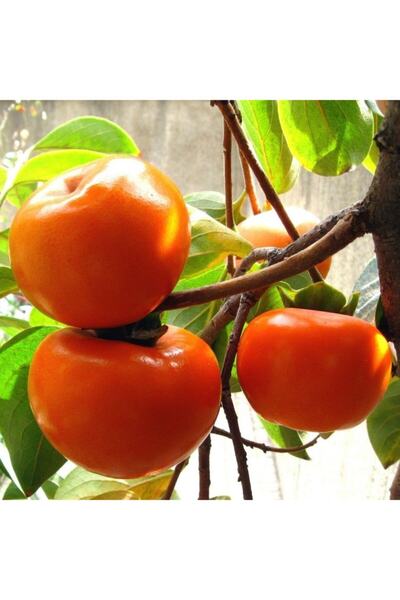 Floramut Tüplü Roja Brillant Trabzon Hurması Fidanı