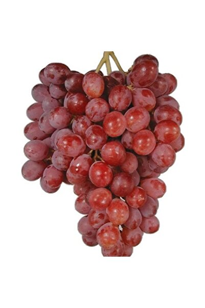 Floramut Tüplü Iri Taneli Pembe Kırmızı Üzüm Fidanı