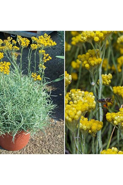 Genel Markalar Helichrysum Italicum Aladdin Cüce Köri Otu Fidesi-2 Adet