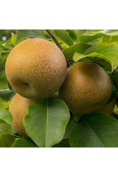 Floramut Tüplü Yarı Bodur Nasui Naşi Asya Japon Armut Fidanı