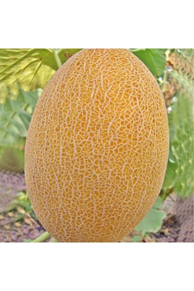 Floramut Kokulu Leziz Ananas Kavun Tohumu-10 Gram