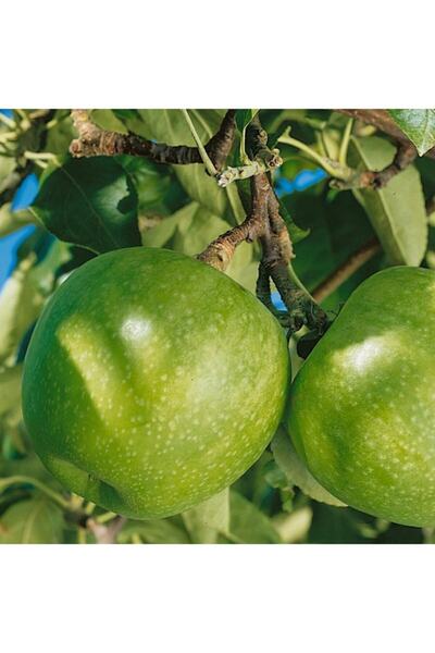 Floramut Tüplü Büyük Meyveli Granny Smith Elma Fidanı