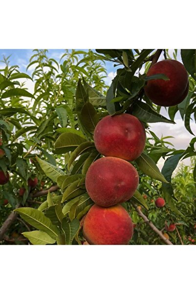 Floramut Tüplü Yarı Bodur Kendine Verimli Cresthaven Şeftali Fidanı