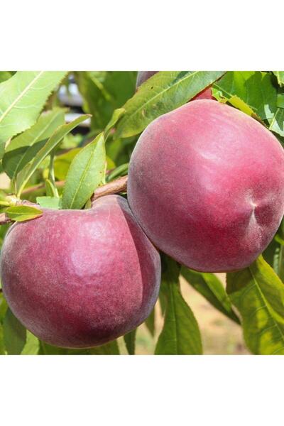 Floramut Tüplü Yarı Bodur Lezzetli Gloheaven Şeftali Fidanı