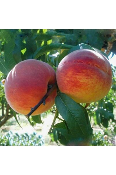 Floramut Tüplü Yarı Bodur Iri Meyveli Hale Şeftali Fidanı