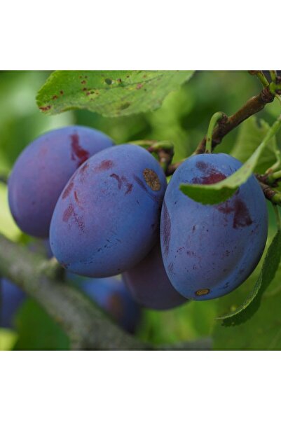 Floramut Tüplü Yarı Bodur Kurutmalık Reçellik Mürdüm Erik Fidanı
