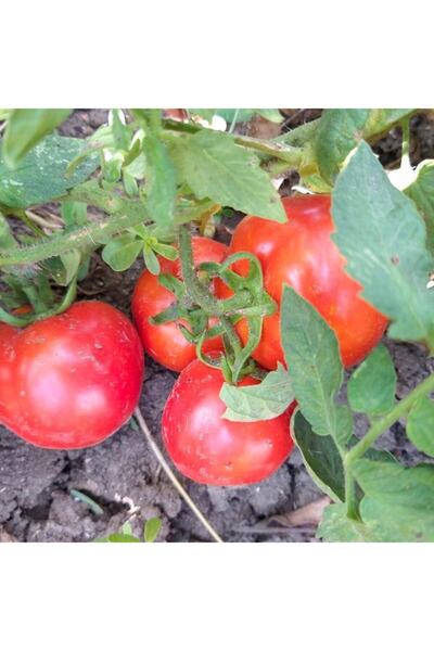 Floramut Yerli Ayaş Domates Fidesi-5 Adet