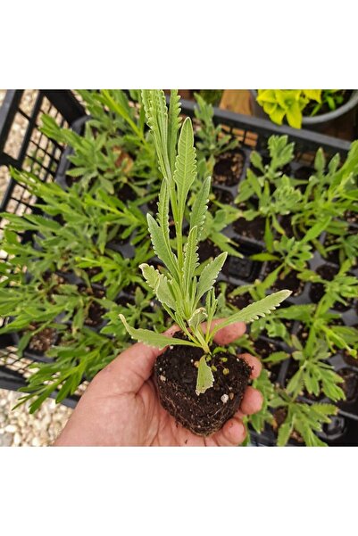 Floramut Lavandula Angustifolia Lavanta Fidesi-2 Adet