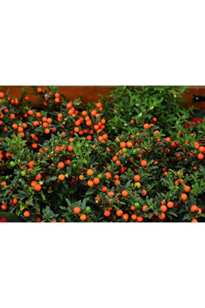 GARDENYA TOHUMCULUK Solanum Kudüs Kirazı Tohumu