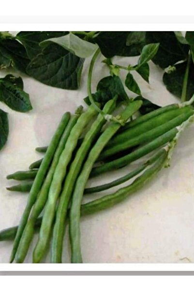 AGRODAL TARIM Ata Tohumu Yerli Börülce Karagöz 50 Adet Doğal Tohum