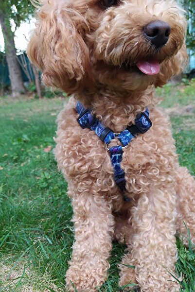 Wikipet Periwinkle H Type Dog Collar Medium