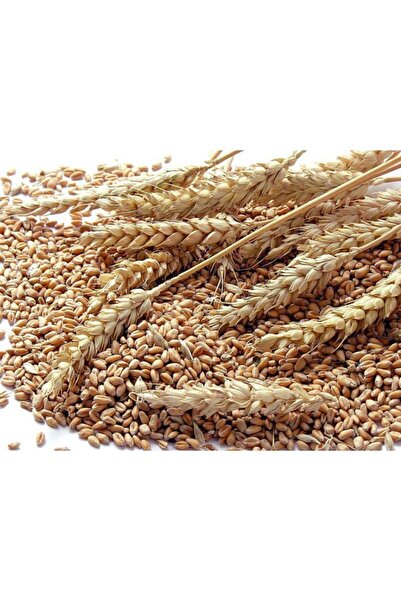 Ekodoğa Buğday 15 Kg Doğal Buğday Hormonsuz Ilaçsız Buğday Tavuk Yemi Güvercin Yemi Buğday Tohumu
