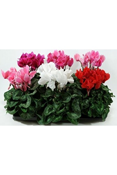 GARDENYA TOHUMCULUK Karışık Sıklamen Çiçek Soğanı