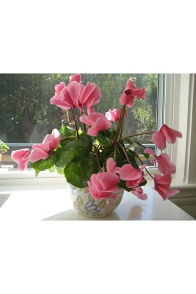 FMT TOHUMCULUK Gül Kurusu Renkli Sıklamen Çiçeği Soğanı 4 Adet