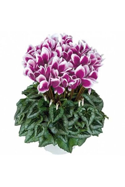 FMT TOHUMCULUK Mor-beyaz Renkli Sıklamen Çiçeği Soğanı 4 Adet