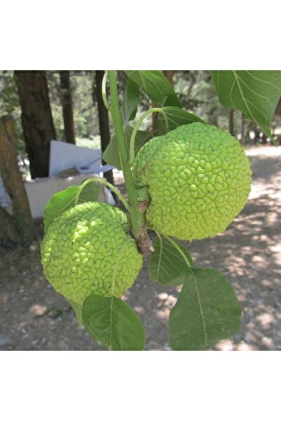 Mutlu Paket Tüplü Ender Tür Yalancı Portakal Ağacı (maclura Pomifera) Fidanı