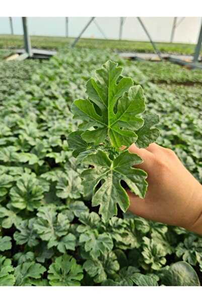 biolifefide Karpuz Fidesi Ala Karpuz 5 Adet