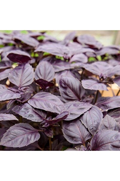 Bilgarden Geniş Yapraklı Mor Fesleğen(reyhan) Fidesi 5 Adet Fide