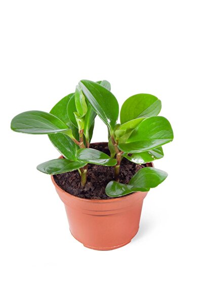 Succufam Peperomia Obtipan (yerli) 12cm Ø
