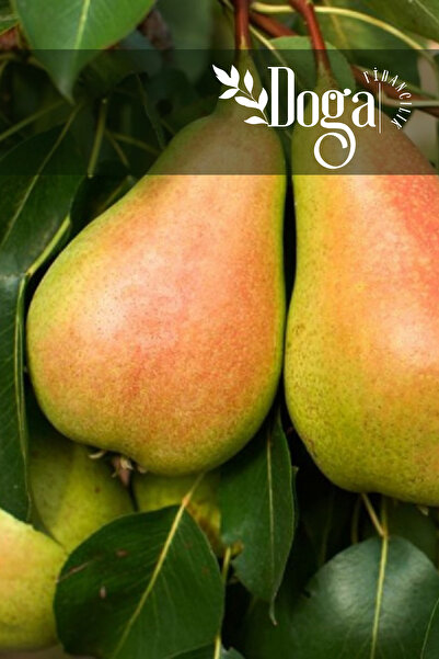 DOĞA FİDANCILIK Santa Maria Armut Fidanı 3 Yaş