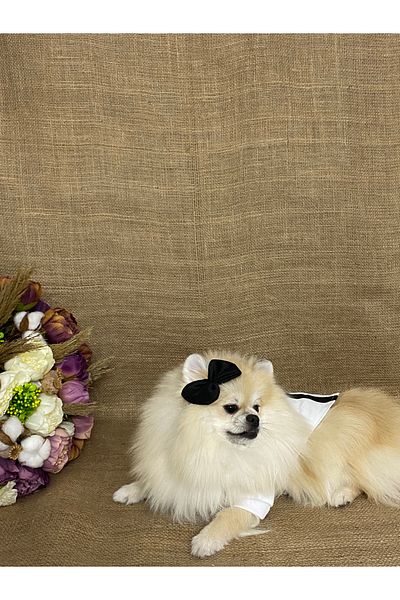 MARİA PET FASHİON Dog & Cat Outfit & Tuxedo