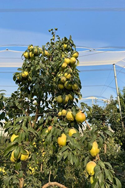 DOĞA FİDANCILIK ( 3 Adet ) İri Deveci Armut Fidanı 3 Yaş