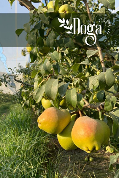 DOĞA FİDANCILIK İri Deveci Armut Fidanı 3 Yaş