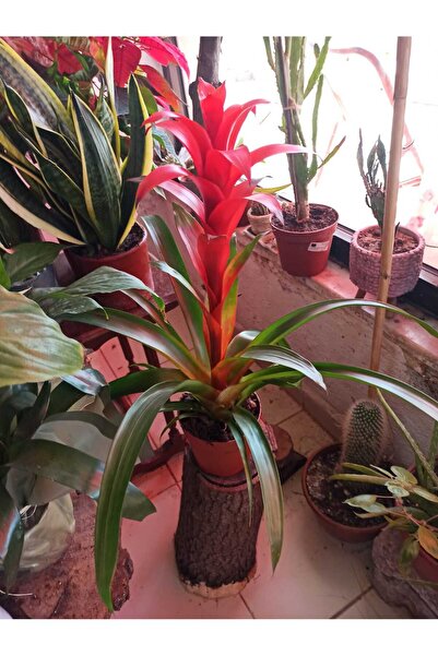 Guzmania