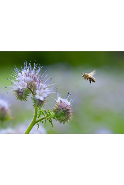 Arzuman Arı Otu Tohumu 250 Gr Fazelya Tohumu Faselya Tohumu Ballı Bitki Arıotu Tohumu Arıcılık Tohumu