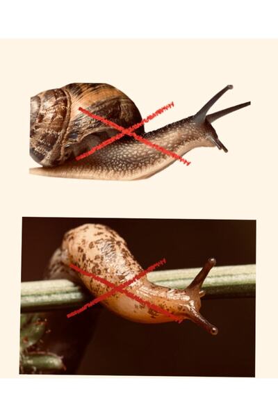 UCF Ziraat Salyangoz Sümüklü Böcek Ilacı Çok Etkili Toz Yem 400gr.